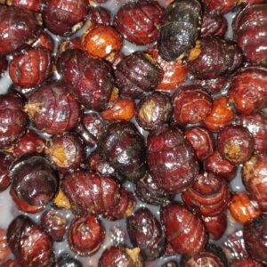 Tiger Nuts XXL Black Cuites