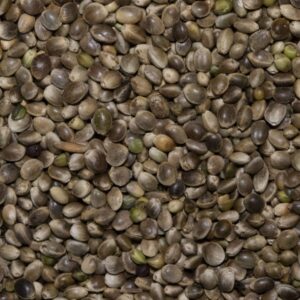 Chènevis Top Qualité